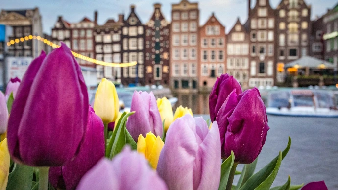 pink flowers near city buildings during daytime