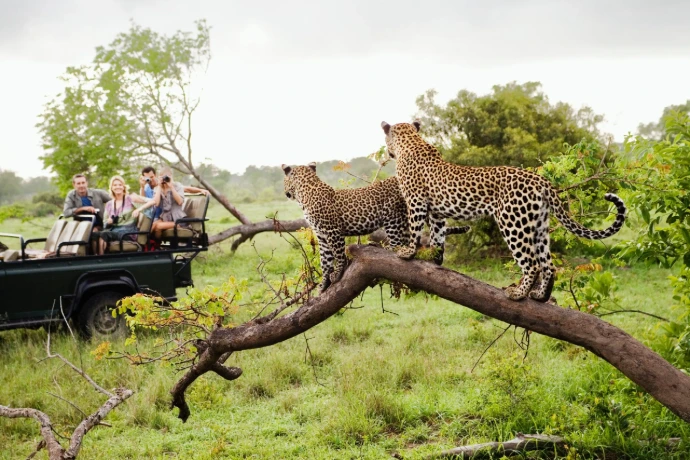África