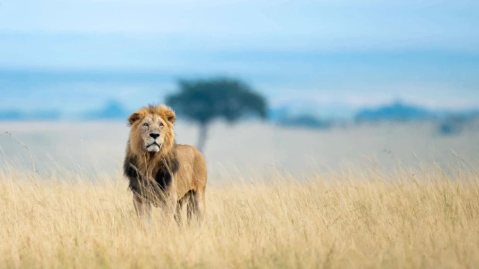 África