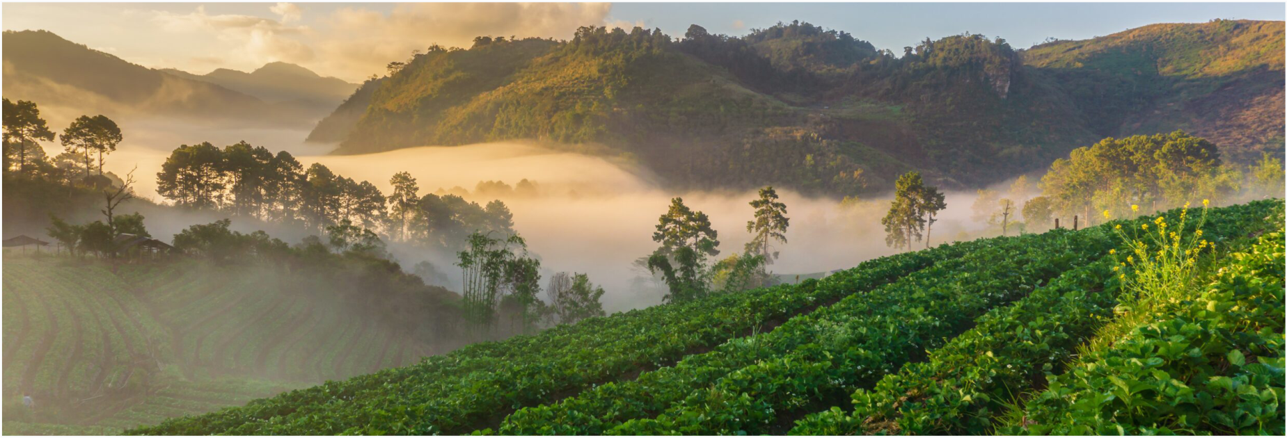 Cafetales en Colombia